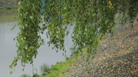 Birch branches over the pond. Ducks swim in water. Summer, panorama. Stock Footage 97073919