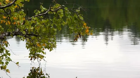 Birch branches over the water Stock Footage 61400132