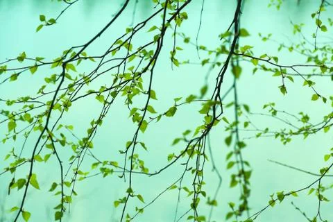 Birch branches pattern Foto stock