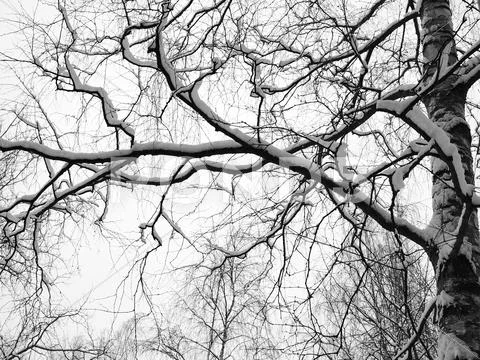 Birch branches Stock Photos