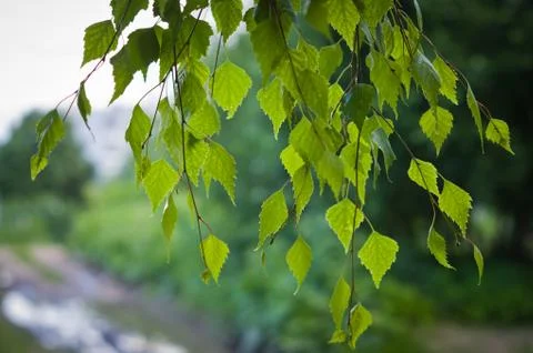 Birch branches Stock Photos