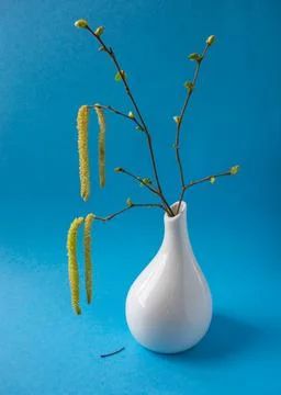 Birch branches Stock Photos