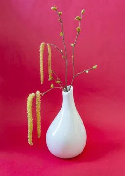 Birch branches Stock Photos