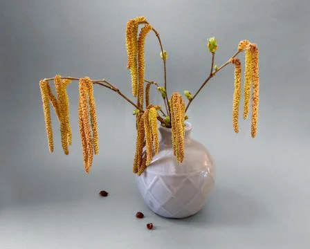 Birch branches Stock Photos