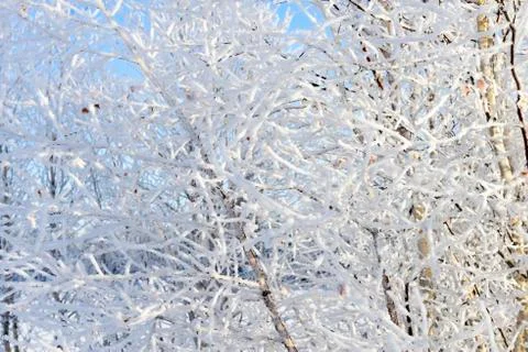 Birch branches in the snow background Stock Photos