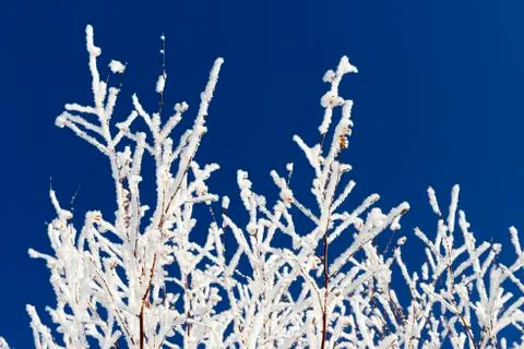 Birch branches in the snow Stock Photos