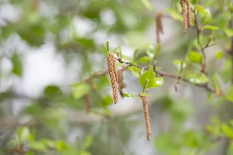 Birch branches in spring closeup Fotos Stock