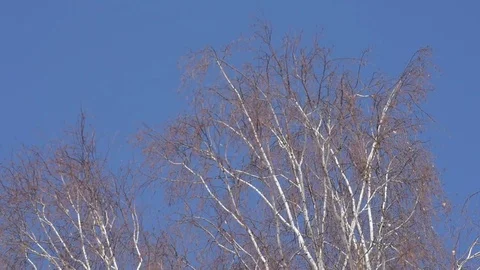 Birch branches spring in the wind Stock-Footage 74005968