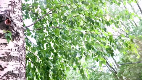 Birch branches in strong winds. Stock Footage 200870961