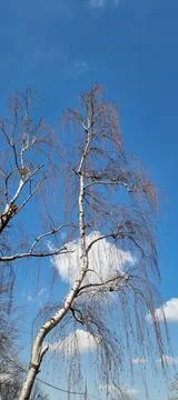 Birch branches on a sunny spring day Stock Photos