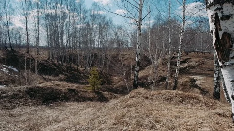  Birch branches sway in a strong wind Stock Footage 128242704