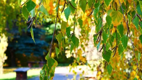Birch branches sway in the wind in an autumn park. Stock Footage 163528975