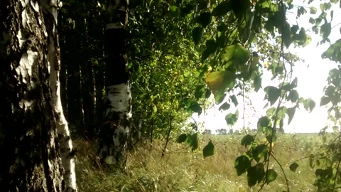 Birch branches sway in the wind. Stock Footage 139645573