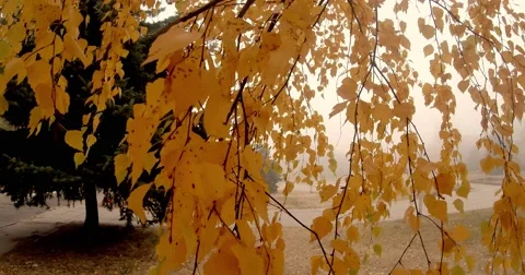 Birch Branches Swaying Beside the Road in the Fog Stock Footage 60449986