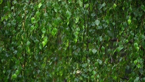 Birch branches swaying with raindrops in green forest canopy Stock Footage 339663156