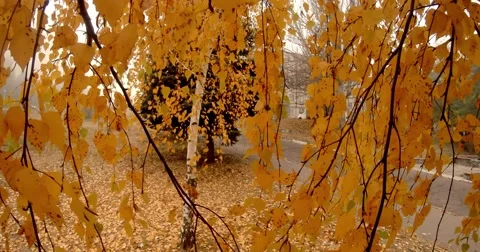 Birch Branches Swaying in the Wind Beside the Road in the Forest Stock Footage 60574480