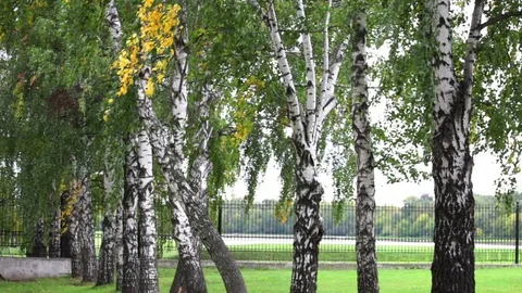 Birch branches with swaying in the wind Stock Footage 74516998