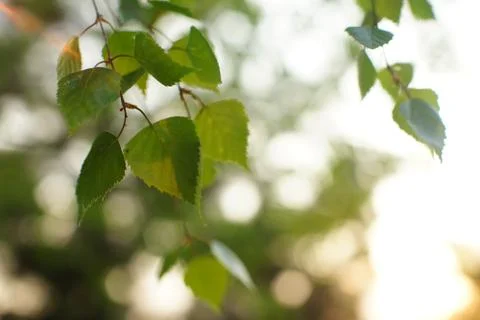 Birch branches on tree in the spring Photos