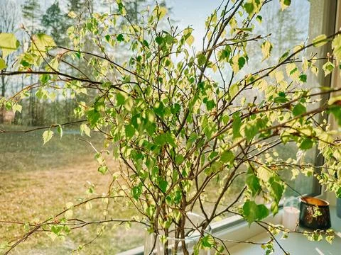 Birch Branches in Vase by Sunlit Window  Fresh Spring Interior Foto stock