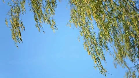 Birch branches in the wind against the blue sky in spring Stock Footage 200784790