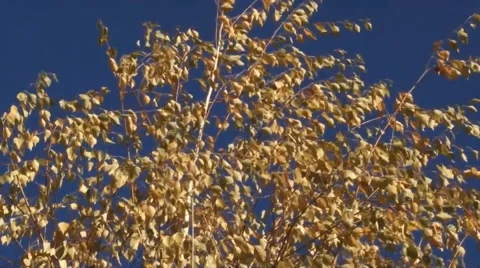 Birch branches in the wind with dry leaves fall Stock Footage 58809933