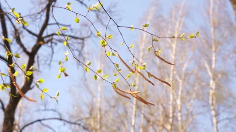 Birch branches in the wind Video stock 49494703