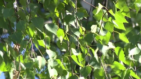 Birch branches in the wind Vídeo Stock 72773900