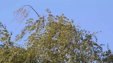 Birch branches in wind Stock Footage 84722131