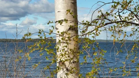 Birch branches on windy springtime lake shore, Finland Stock Footage 194416282