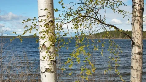 Birch branches on windy springtime lake shore, Finland Vídeos de archivo 194416407