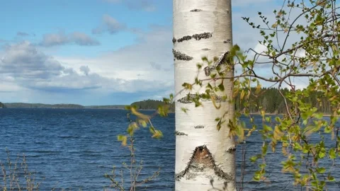 Birch branches on windy springtime lake shore, Finland Vídeos de archivo 194416463