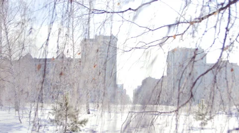 Birch branches in the Winter against high-rise Buildings Stock Footage 68773301