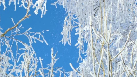 Birch branches in winter with snowfall. 4k video background Stock Footage 169815040