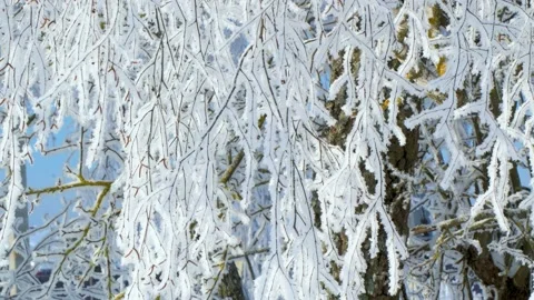 Birch branches in winter with snowfall. 4k video background Stock Footage 170020453