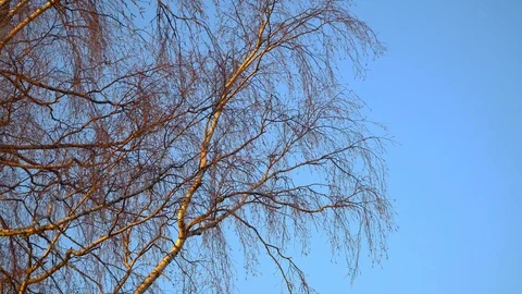 Birch branches without leaves in early spring against the blue sky Stock Footage 106724890