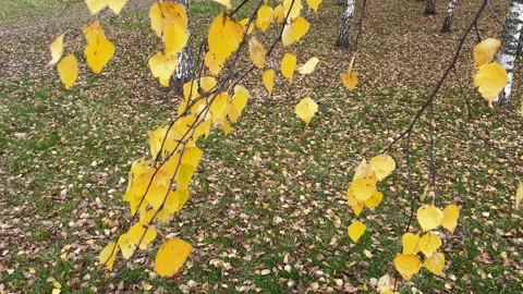 Birch branches with yellow leaves 스톡 동영상 220787485
