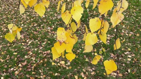 Birch branches with yellow leaves Stock Footage 220787608