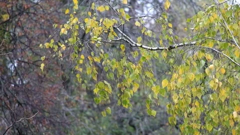 Birch branches with yellow leaves rustle in the wind (Betula) 스톡 동영상 81676982