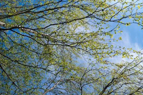 Birch branches with young spring foliage Stock Photos