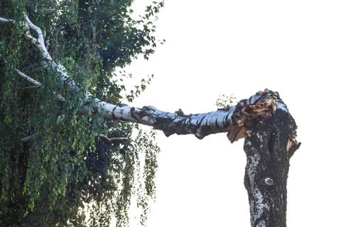 Birch broken by storm Foto stock