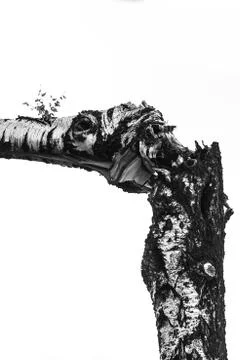 Birch broken by storm Stock Photos