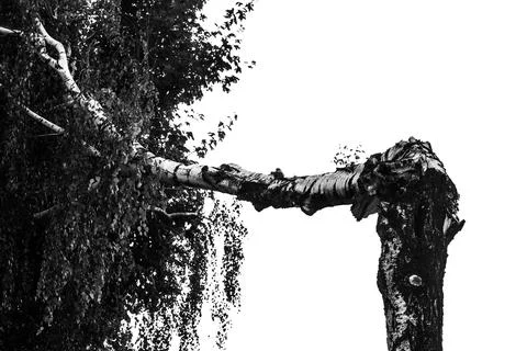 Birch broken by storm Stock Photos