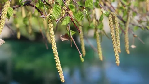 Birch brunki in spring macro shooting 库存影片 308031908