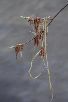 Birch brunks on branches in early spring Stock Photos