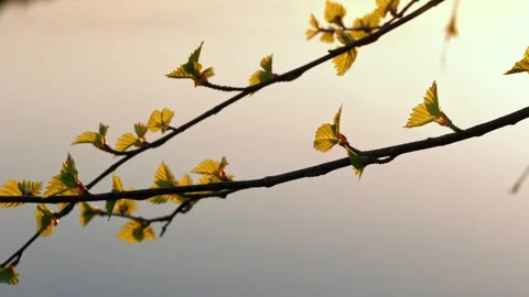 Birch bud leaves in spring Stock Footage 265647301