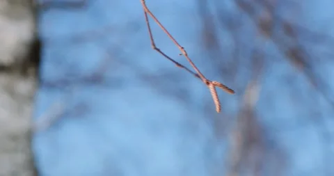 Birch bud in spring without leaves Video stock 172473729