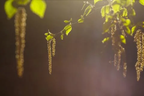 Birch buds in backlight Stock Photos