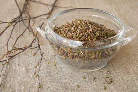Birch buds, collected in the spring Foto stock