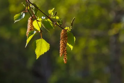 Birch buds on green background Stock Photos