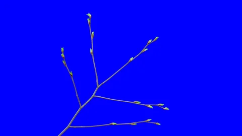 Birch buds opening Time lapse. Footage with alpha channel Stock Footage 100115558